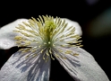 BLUME_DDD8239_Bildgröße ändern